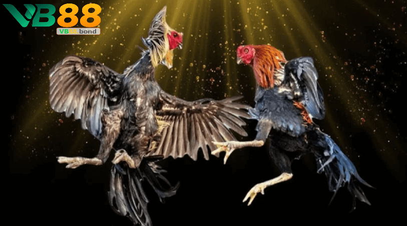 Chiến thuật và kinh nghiệm cá cược đá gà
