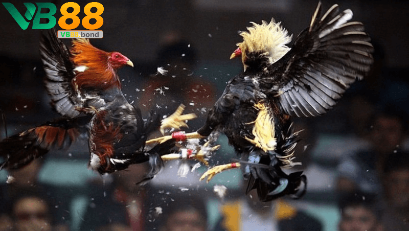 Sự phát triển của đá gà qua thời gian