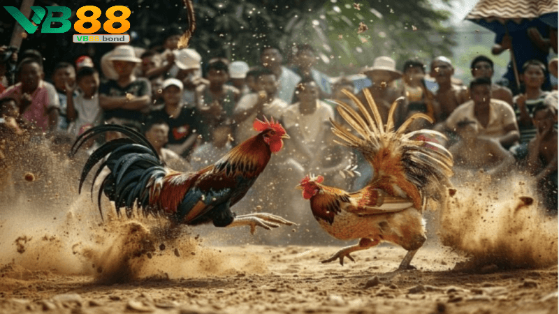 đá gà thomo hôm nay tại Vb88