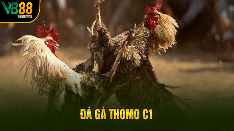 Trải nghiệm tham gia trực tiếp đá gà c1 tại vb88