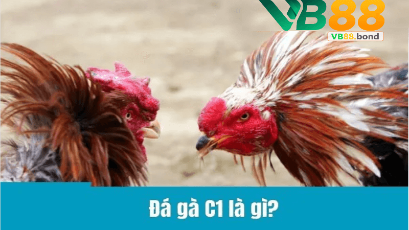 Trực tiếp đá gà c1 tại Vb88
