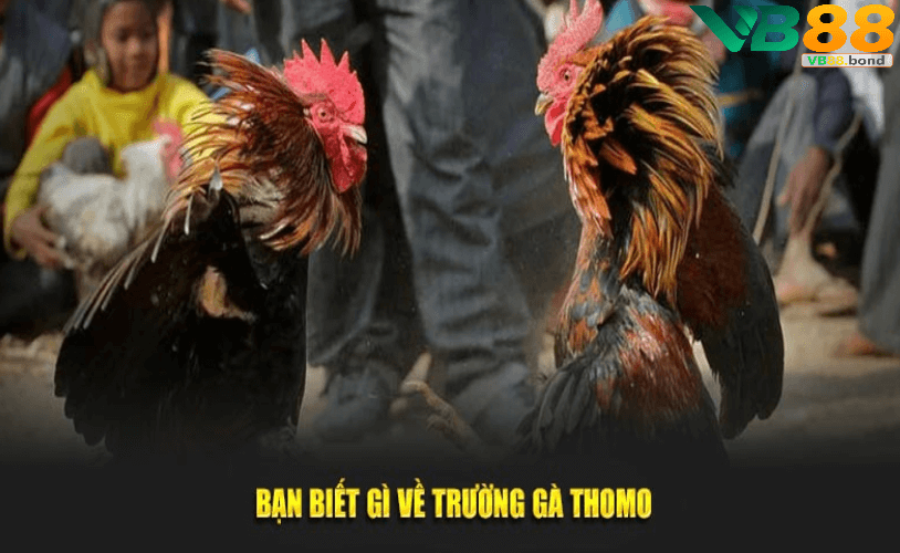 Công nghệ và xu hướng phát triển cá cược gà chọi trực tuyến