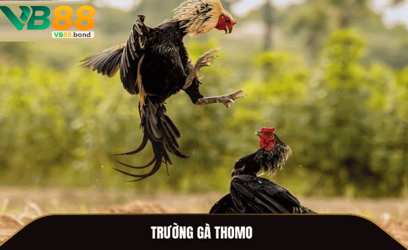Trường gà thomo tại Vb88